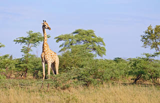 Kazile Island Lodge - Game Viewing