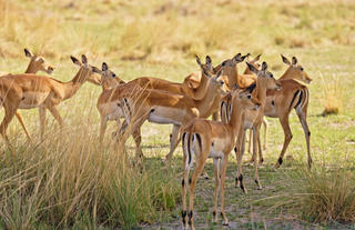 Kazile Island Lodge - Springbok