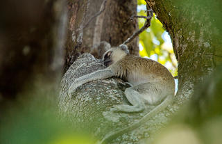 Kazile Island Lodge - Monkey
