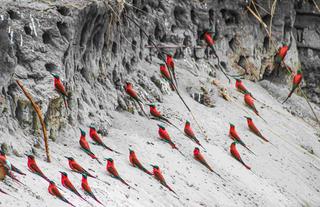 Kazile Island Lodge - Carmine Bee-Eaters