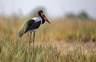 Kazile Island Lodge - Saddlebill Stork