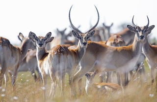 Kazile Island Lodge - Lechwe