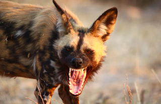 Kazile Island Lodge - Wild Dog