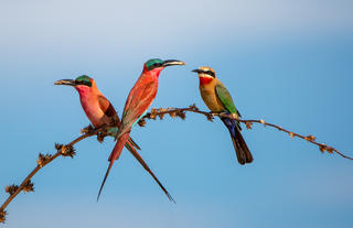 Carmine Bee-eaters