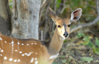 Wildlife