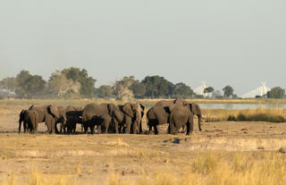 Wildlife