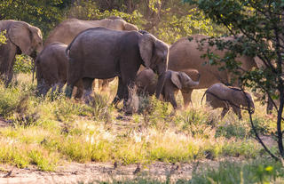 Elephants