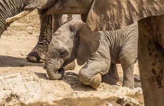 Elephant calf from Hobatere