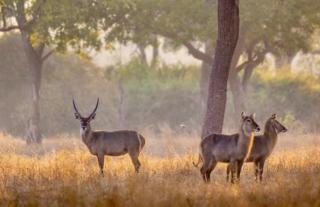 Waterbuck on a game drive with Gavin Opie Safaris 