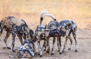 Wild Dogs at Gavin Opie Safaris 