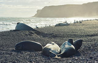 Rookery of epephant seals