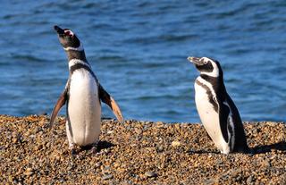 Magellanic Penguins colony