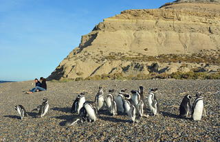 Magellanic Penguins colony