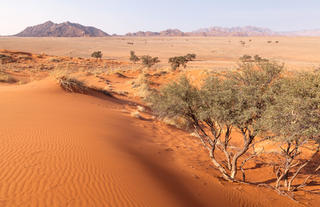 Guided Elim Dune Walk 