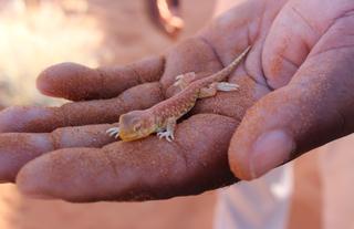 Guided Elim Dune Walk 