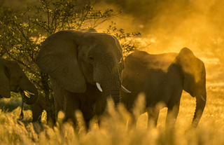 Camp Kipwe's Nature Drive - Desert Elephants