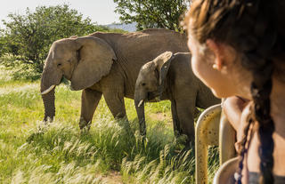 Camp Kipwe's Nature Drive in Green Season with Desert Elephants