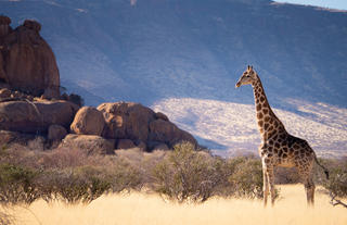 Wildlife