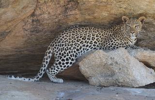 Rare Leopard sightings