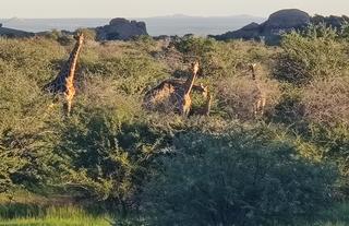 Wildlife at Ai Aiba