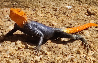 At Ai Aiba - beautiful Namib rock agama