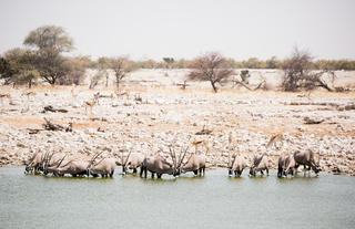 Game drive in Etosha National Park - Water hole
