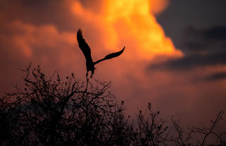 Roho ya Selous - Fish eagle at sunset