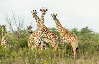 Roho ya Selous - Giraffes