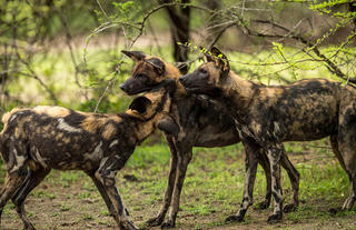 Roho ya Selous - Wild dogs