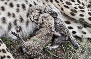 Cheetah cubs born at Emdoneni Project