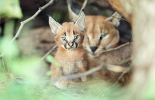 Caracal mom and baby