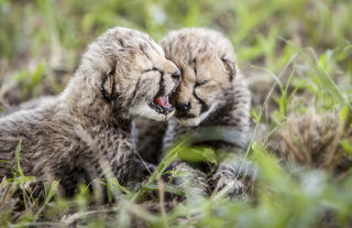 Cheetah cubs born at Emdoneni