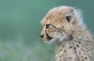 Cheetah cub born at Emdoneni 