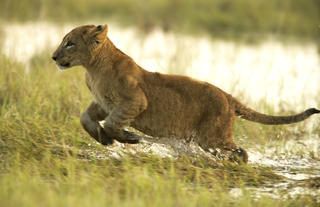Lion Cub Near Duba Plains