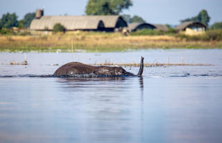 Serondela view from the Chobe River