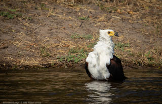 African Fish Eagle