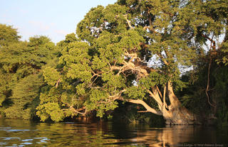 Serondela trees