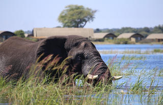 Elephant with in the background