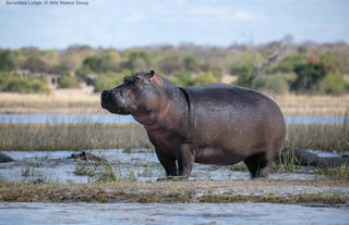 Hippo on the Chobe river banks