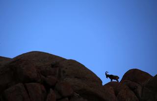 Adult Ibex at dawn