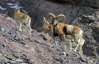Ladakhi Urial or Red Sheep
