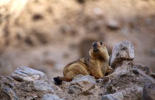 Himalayan Marmot - a bold one