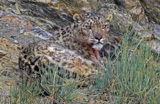 Snow Leopard - Full stomach