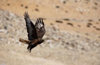 Upland Buzzards, Golden Eagles and Lamergiers - the often seen raptors