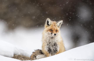 Red Fox in a blizzard