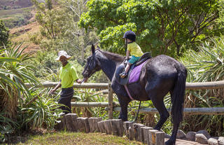 Pony rides