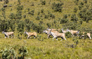 Eland