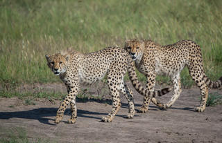 Cheetah in the Mara Triangle
