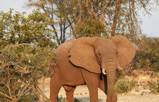 Zambezi Grande Wildlife