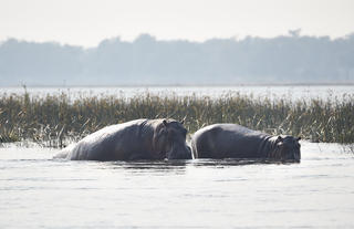 Zambezi Grande Wildlife